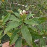 Rauvolfia verticillata (Lour.) Baill.